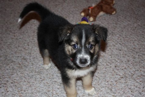 Pawprints on the Heart: Remembering Gypsi
