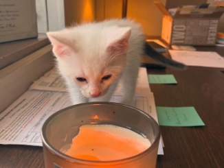           Curious Kitten Kanye Koubsky focuses on the flame coming from a candle. Kanye is noted for his adventerous nature and frequently spends  his time exploring the grounds of Mount Michael.